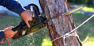 Best Leaf Removal  in Chevy Chase, MD