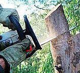 How Our Tree Care Process Works  in  Chevy Chase, MD