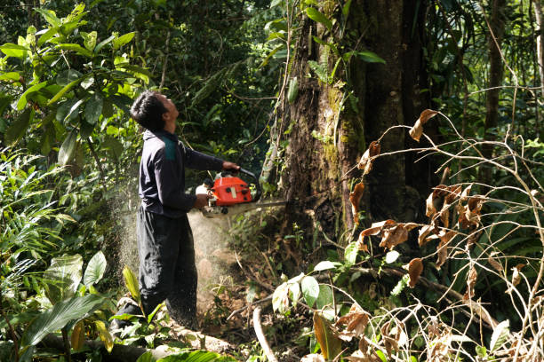 Best Tree Maintenance Programs  in Chevy Chase, MD