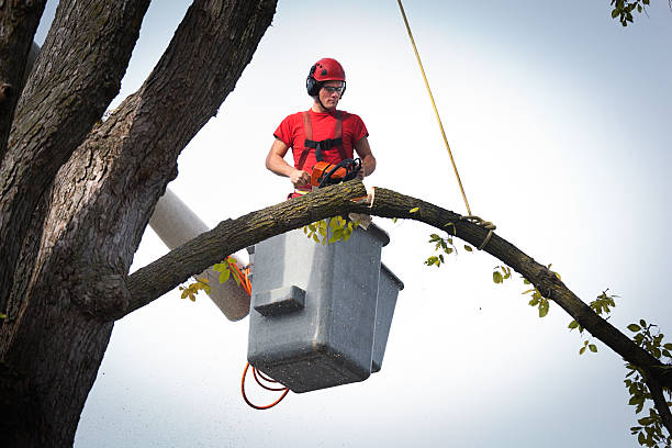  Chevy Chase, MD Tree Removal Pros